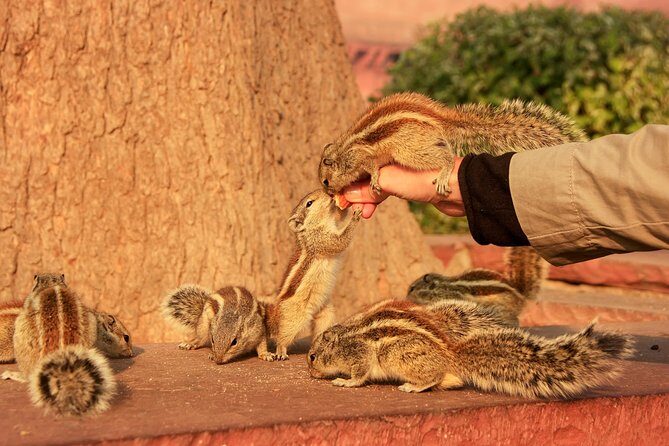 Sunrise Taj Mahal, Agra Fort & Baby Taj Tour from Jaipur by Car - A Short Break in Agra: Local Food Time Without a Full Meal Plan